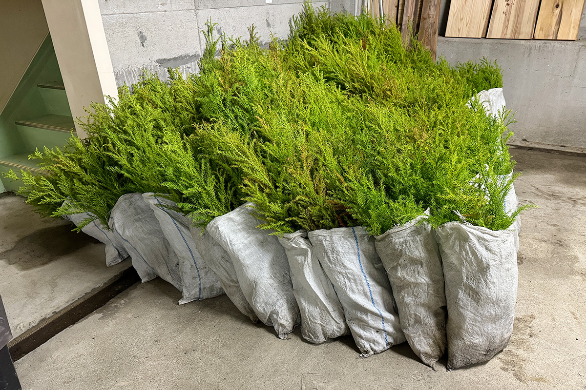山城町瀬貝_実績1:苗木生産