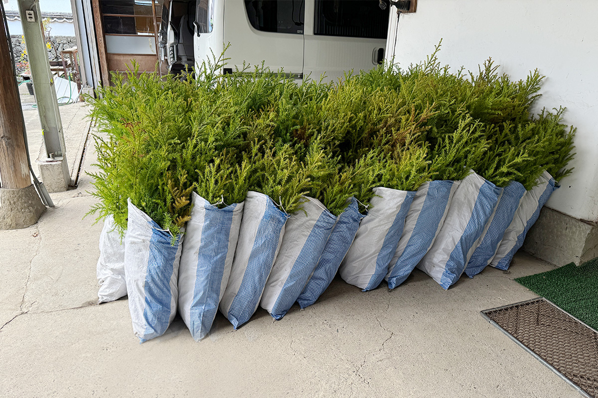 山城町瀬貝_実績1:苗木生産