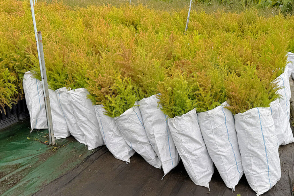 山城町瀬貝_実績1:苗木生産