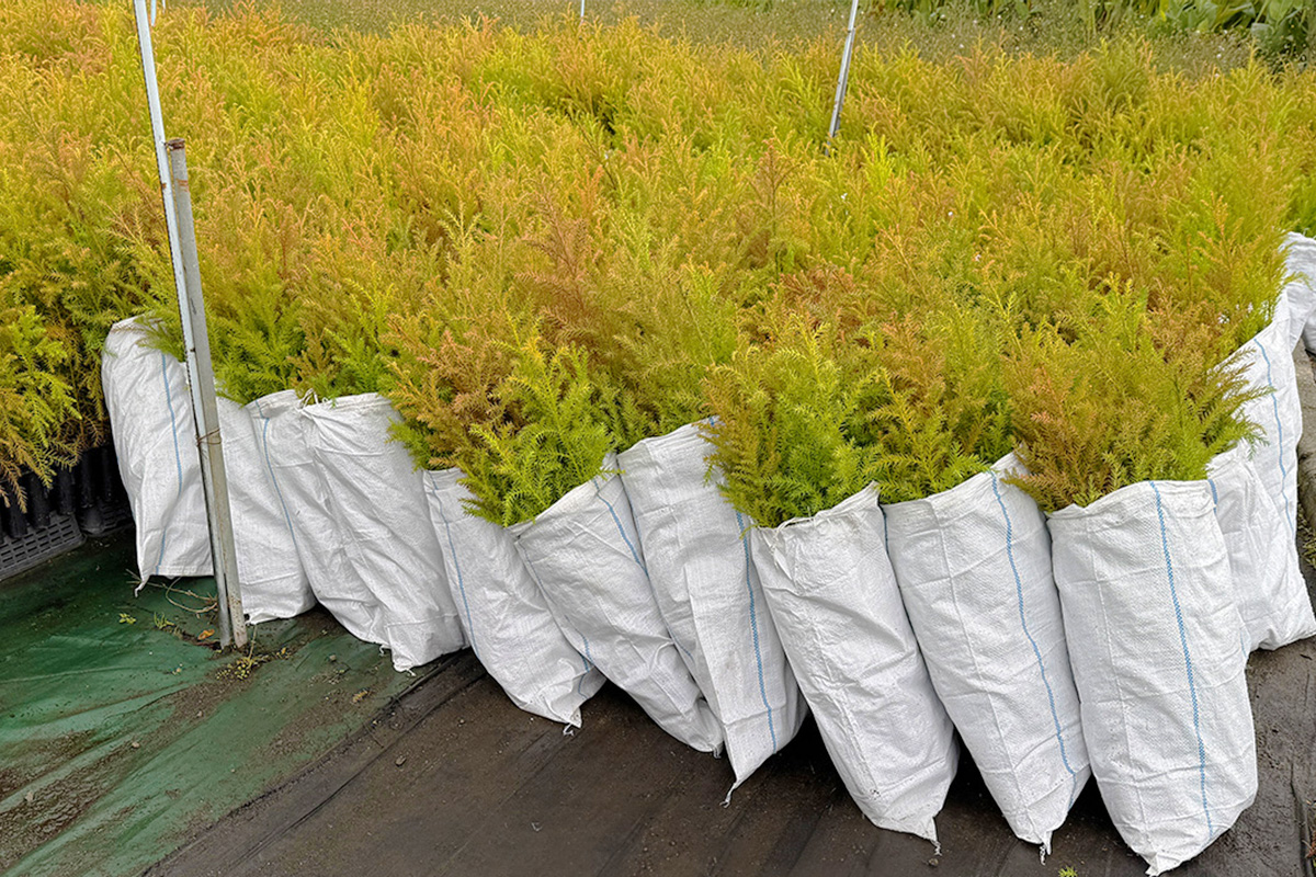 山城町瀬貝_実績1:苗木生産