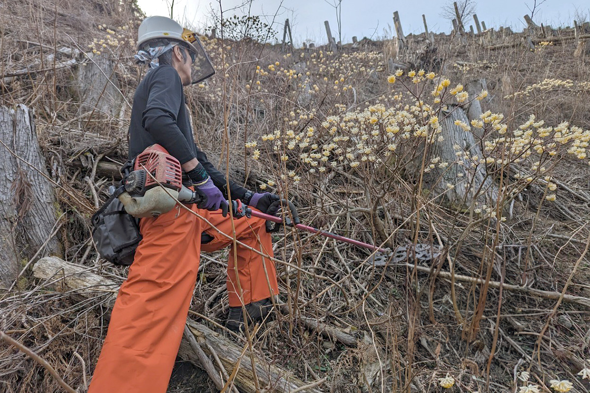 三好東部田内_実績2:下刈・地拵え作業