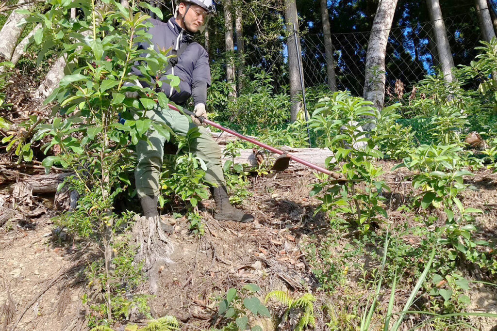 川俣ソヲ下刈:下刈り作業