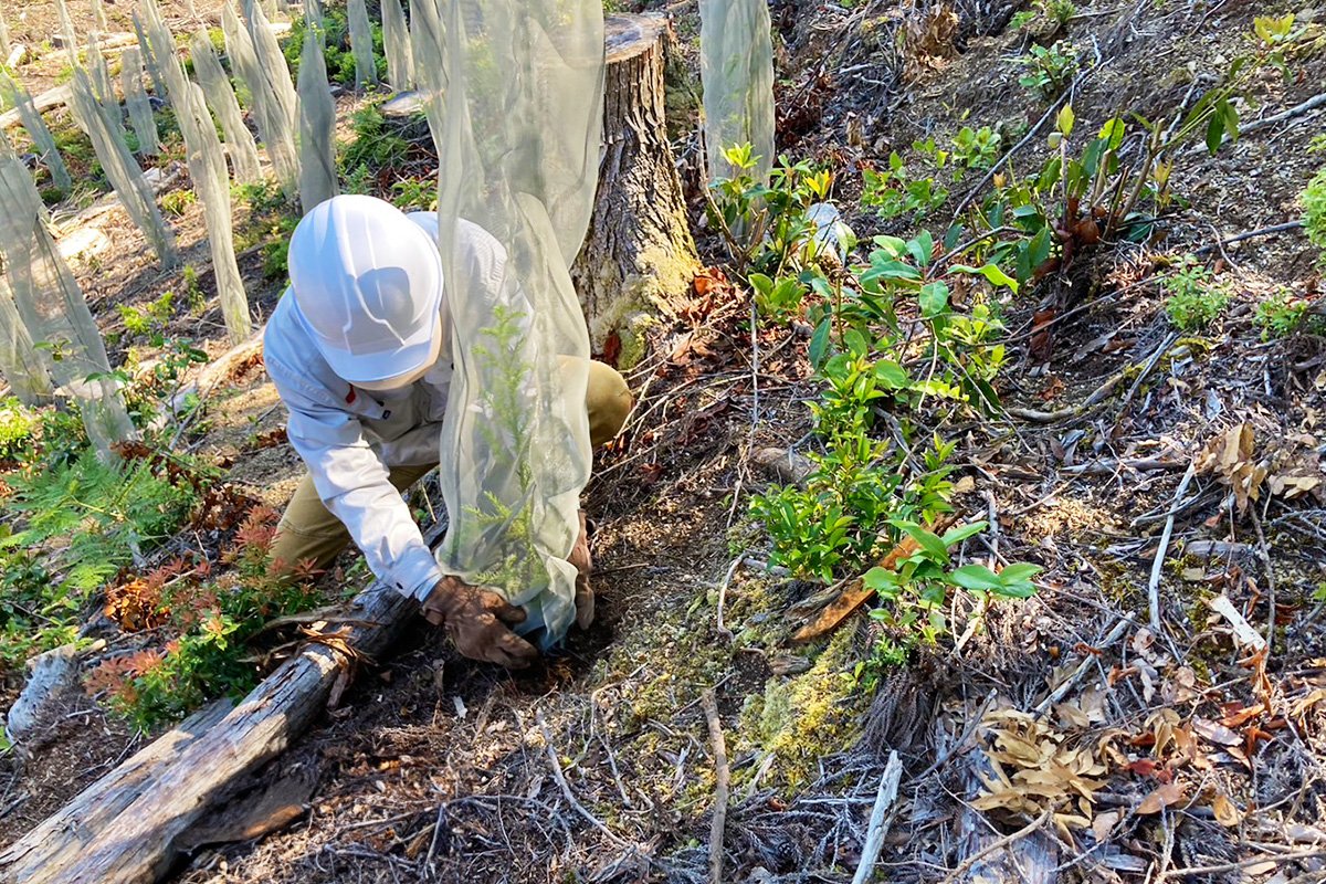 槙尾廻2_実績2:動物被害防除