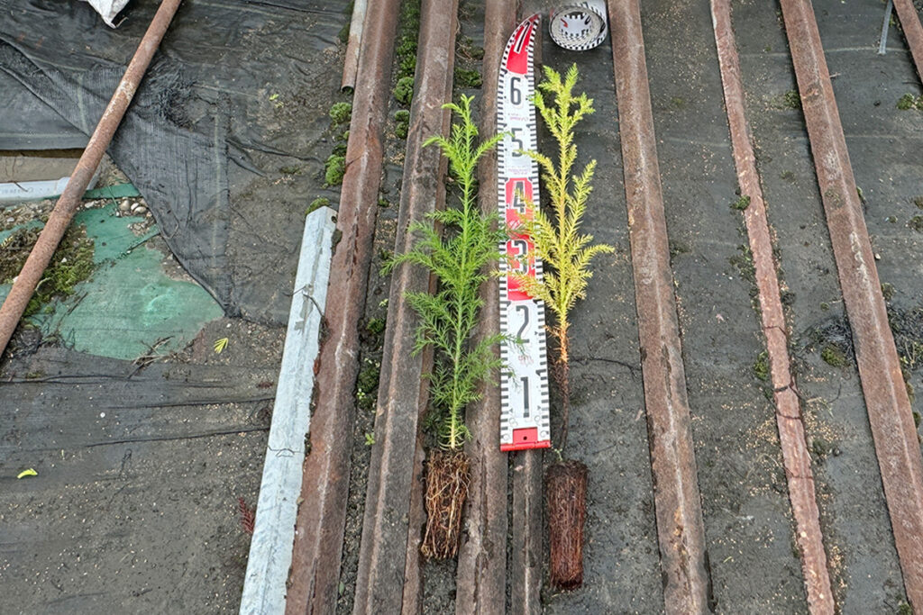 槙尾廻１_実績1:苗木生産