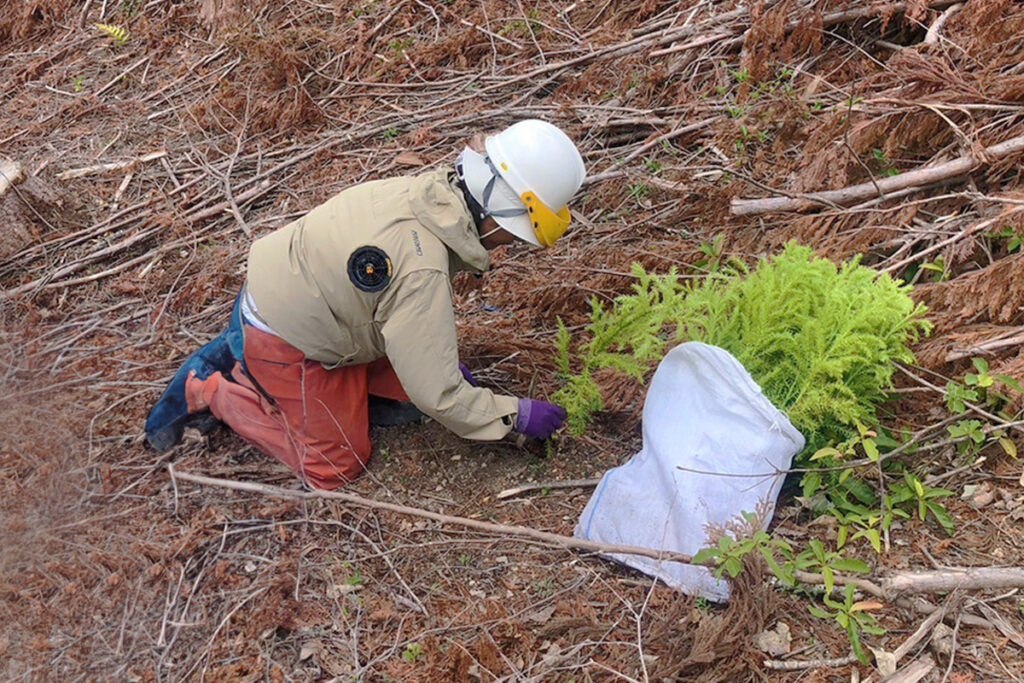 池田町西山_実績3:植栽