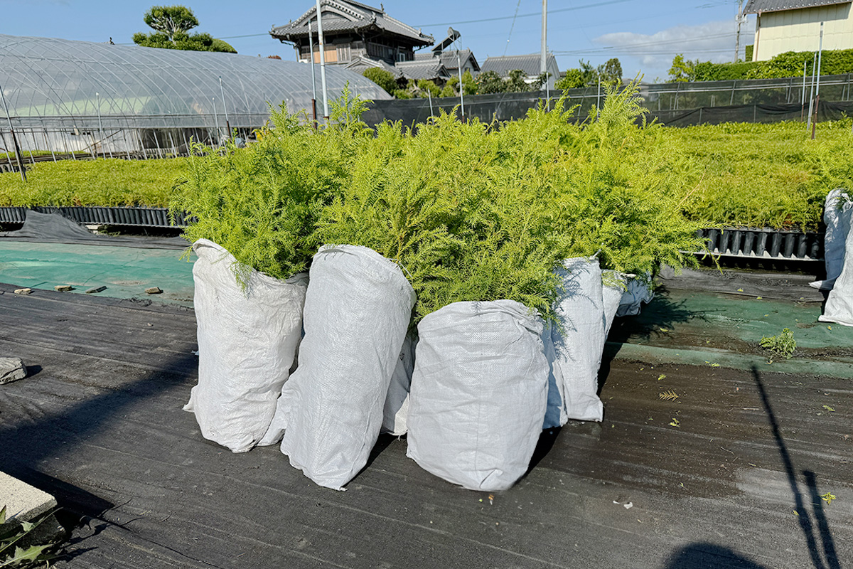 池田町西山_実績1:苗木生産
